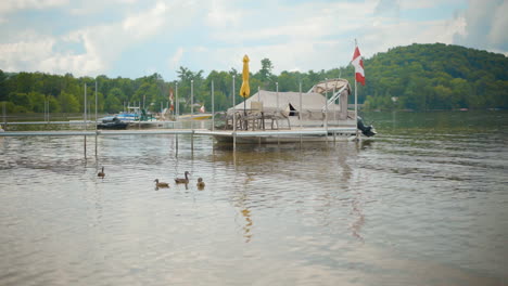 Enten-Schwimmen-Im-Ruhigen-Wasser-Des-Sees-Neben-Pontonbooten,-Die-Im-Sommer-An-Docks-Geparkt-Sind.-4k-Prores