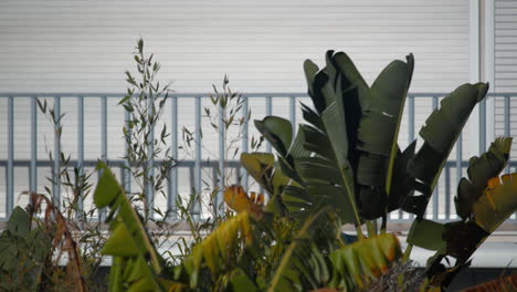 Lush-foliage-and-balcony