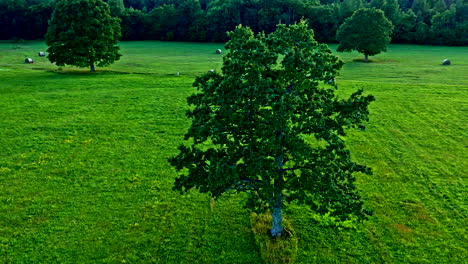 drone circles around big tree on green field - pan shot