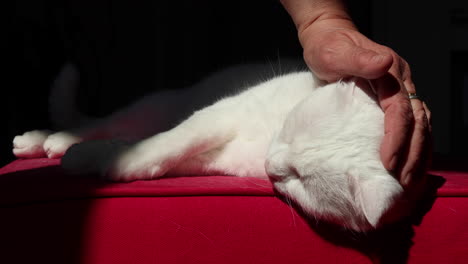 Woman-pets-cute-white-cat-laying-comfortably-on-a-red-couch-2