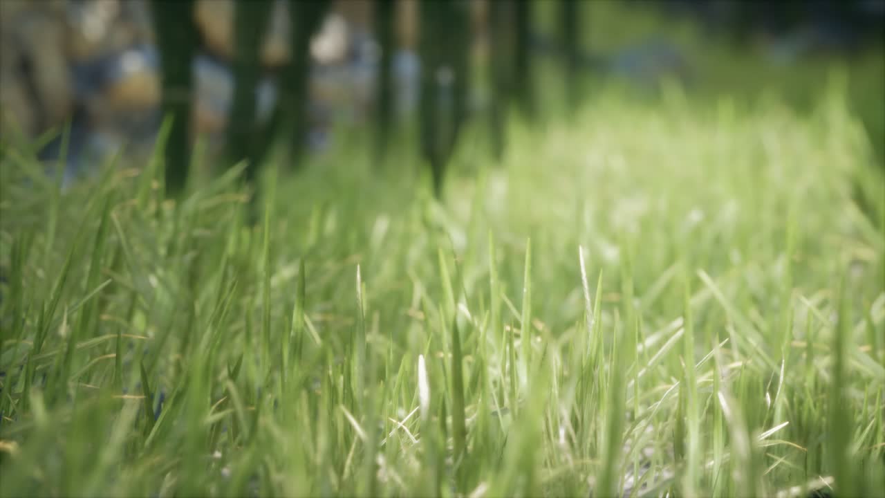 숲 속 의 신선 한 초록 잔디