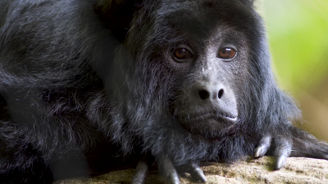 un primerísimo plano de un mono aullador negro macho que se ve triste mientras descansa en un árbol