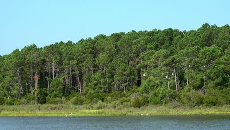 Egrets-in-the-marshlands-at-Huntington-Beach-State-Park-n-South-Carolina-flying-from-the-marsh-to-the-nearby-pine-trees