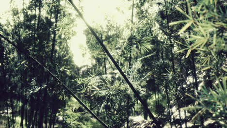 green bamboo forest in hawaii