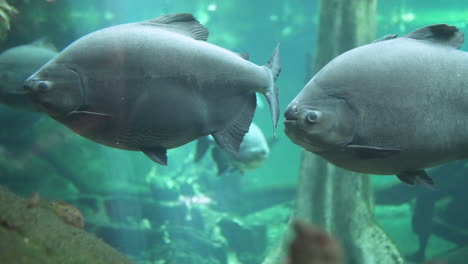 big pacu fish swimming around a flooded forest in an aquarium