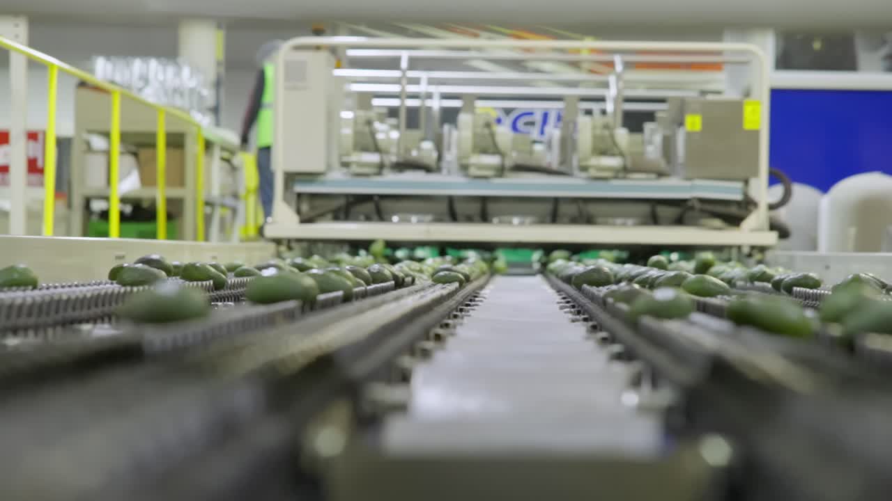 cinturón principal de la planta de procesamiento de aguacates en michoacán