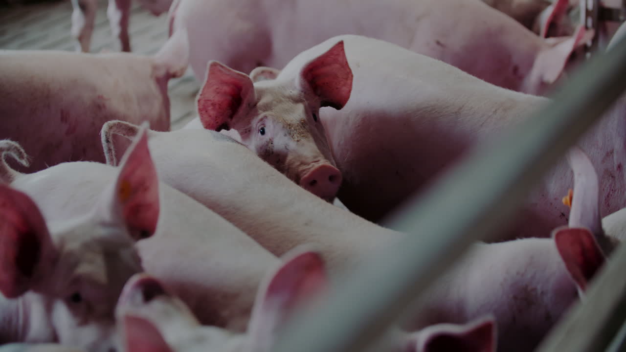 A group of pigs in a farm