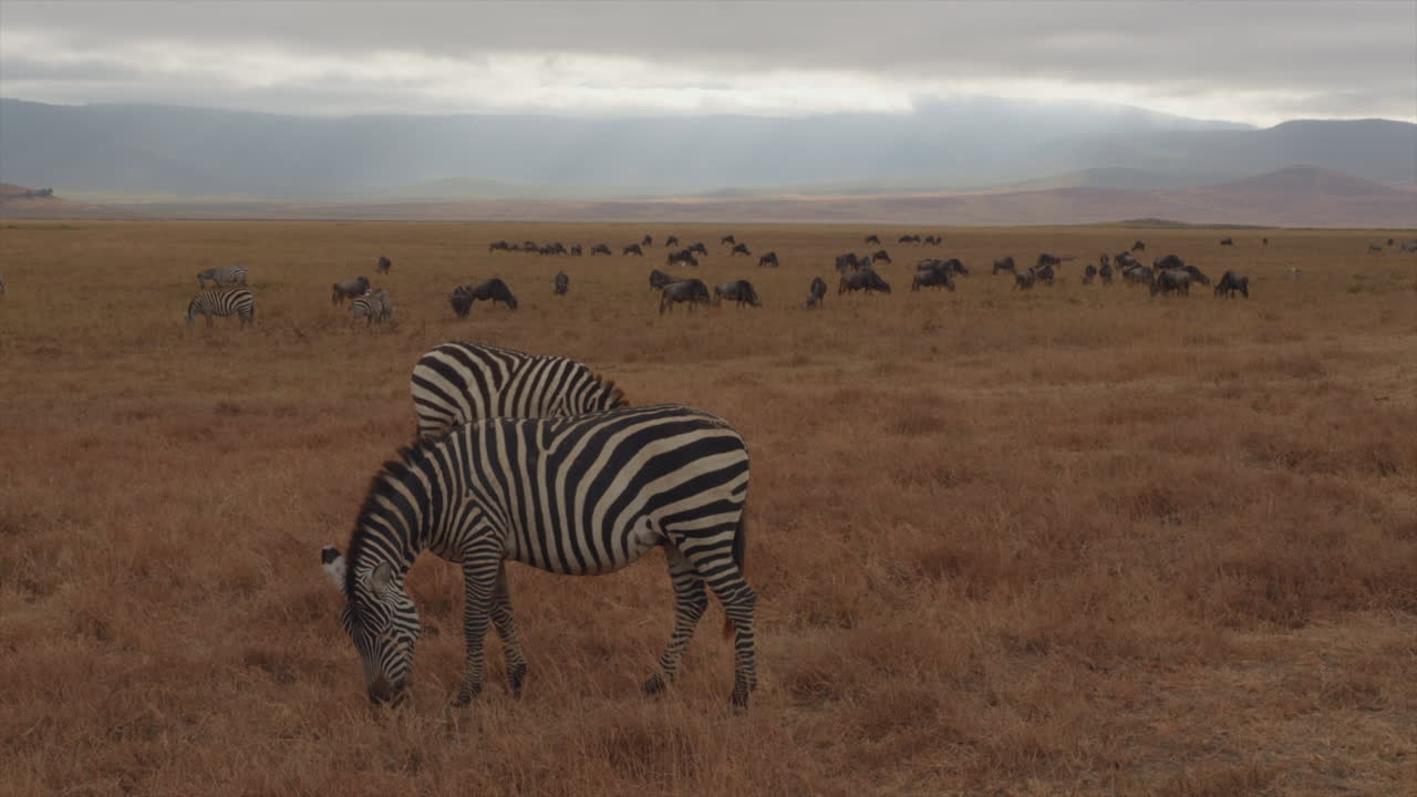 Una fresca mattina nel Parco Nazionale del Cratere di Ngorongoro, Tanzania, mentre zebre e gnu si muovono attraverso le pianure erbose