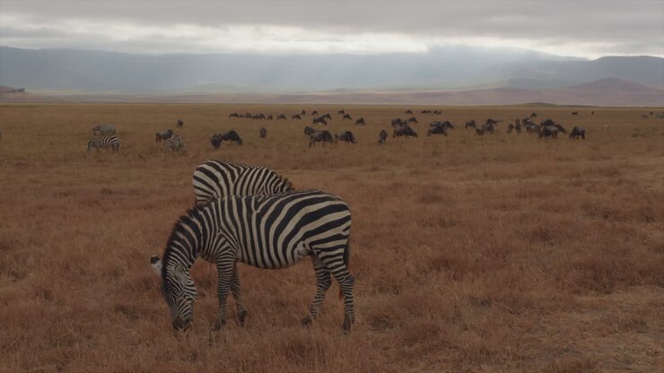 Una fresca mattina nel Parco Nazionale del Cratere di Ngorongoro, Tanzania, mentre zebre e gnu si muovono attraverso le pianure erbose