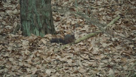 Red-Squirrel-moving-in-the-woods-collecting-and-burying-nuts