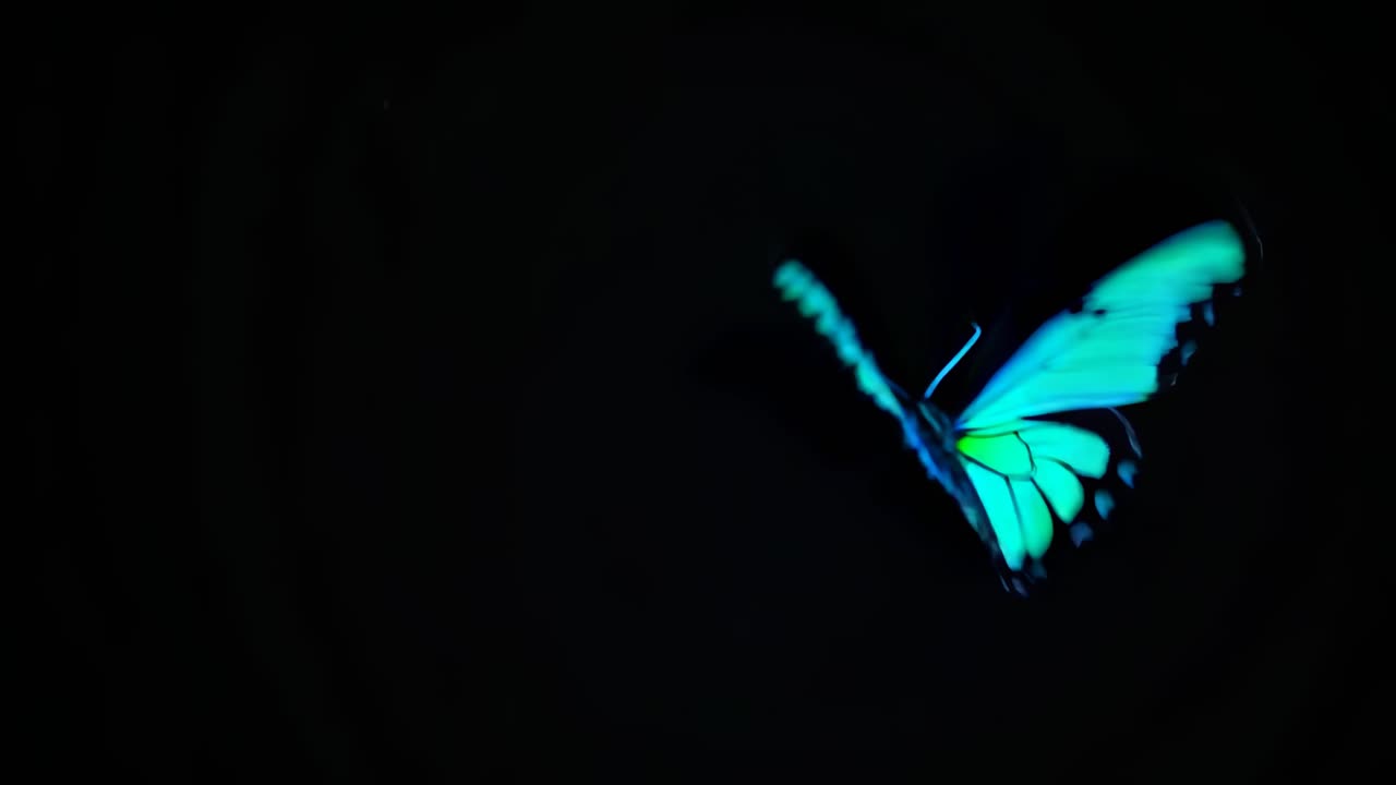 A vibrant pink butterfly against a black background, captured in a close-up angle, evokes a serene