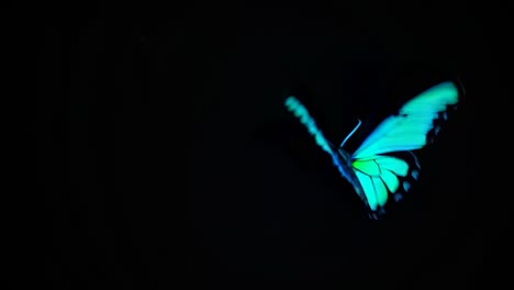 a vibrant pink butterfly against a black background, captured in a close-up angle, evokes a serene