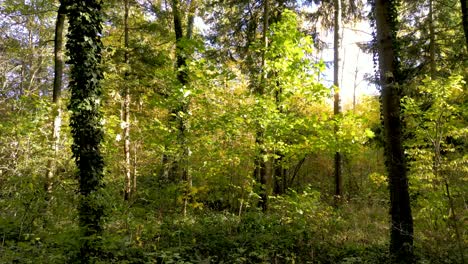 Drones-Aéreos-Vibrante-Belleza-Del-Otoño-En-Un-Bosque-Mixto-Europeo:-Rayos-De-Sol-Asomando-A-Través-De-Las-Ramas,-Hojas-Doradas-Revoloteando-En-Los-árboles,-Ambiente-Sereno-Del-Bosque,-Vista-Del-Cambio-De-Estación