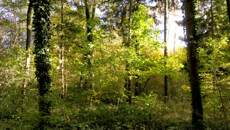 drone aéreo belleza vibrante del otoño en un bosque mixto europeo: rayos de sol asomando a través de las ramas, hojas doradas revoloteando en los árboles, ambiente sereno del bosque, vista del cambio de estación