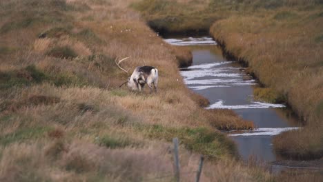 Reinder-with-large-antlers-grazing-in-grass-along-stream,-Iceland