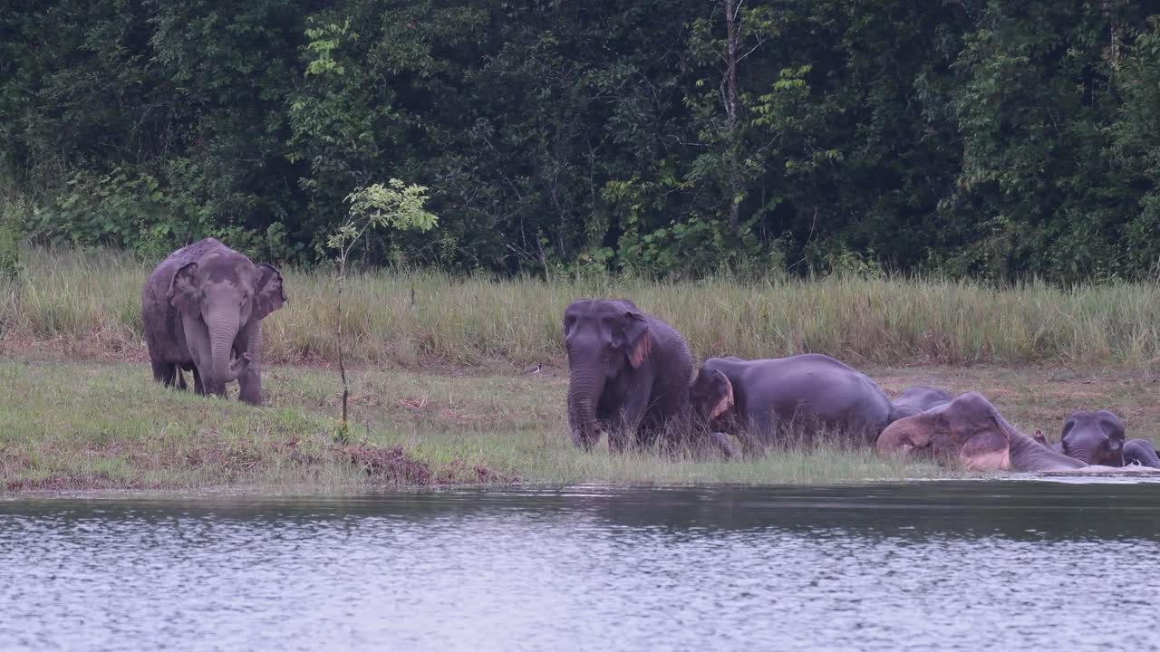 los elefantes asiáticos están en peligro y esta manada se divierte jugando y bañándose en un lago en el parque nacional khao yai