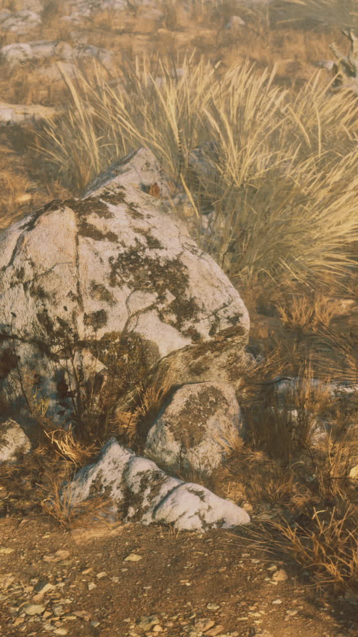 Serene desert landscape with rocks and dry grass under golden light