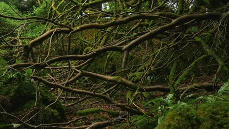 Deambulando-Rápidamente-Por-Un-Bosque-Extremadamente-Denso-Lleno-De-árboles-Y-Ramas-Cubiertas-De-Musgo