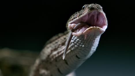 cottonmouth with mouse almost swallowed front view - studio