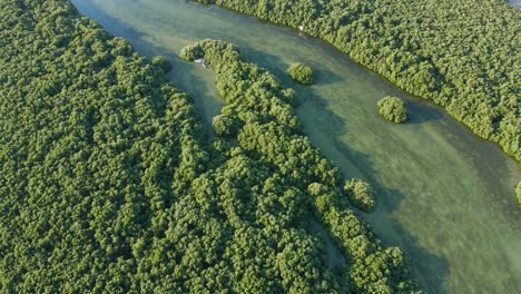 Vista-Superior-De-La-Ciudad-De-Ajman-Y-Kayak-De-Manglares-De-Ajman,-Los-Gruesos-Manglares-Naturales-De-Ajman-Albergan-Más-De-102-Especies-De-Aves-Nativas-Y-Migratorias-En-Los-Emiratos-árabes-Unidos,-Imágenes-De-4k