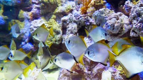 school of silver moony near corals in a large aquarium in singapore