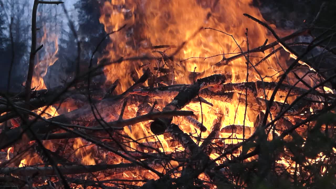 Close up or closeup footage of a large bonfire or fire burning with orange, yellow large flames in a forest during day time. Fire is burning wood and twigs to smoldering orange embers. Trees visible.