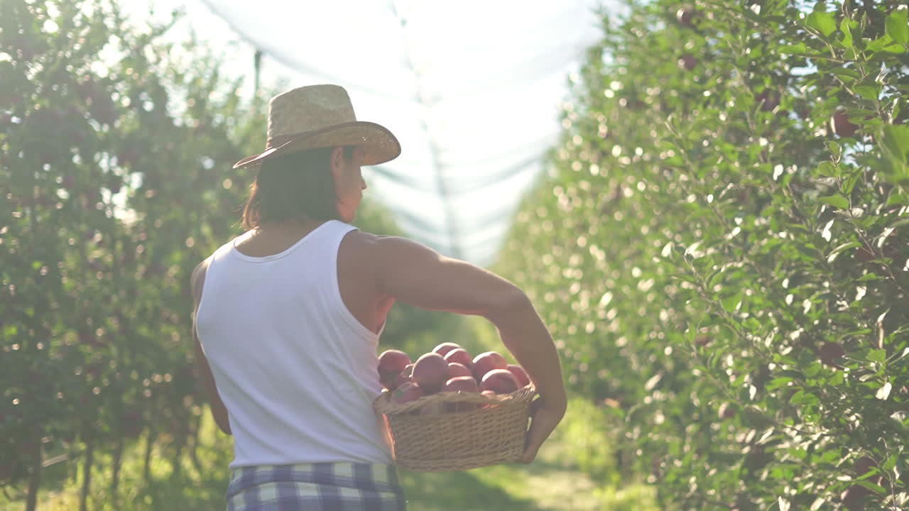 Man carrying a basket of apples in an apple orchard