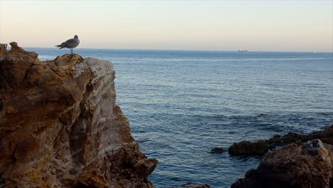 una gaviota posada en la roca, bajo el agua azul del mar y con pequeñas olas, hermosa