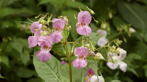 Primer-Plano-De-Impatiens-Balsamina-Balfourii-En-El-Valle-De-Garw,-Afan,-Cynonville