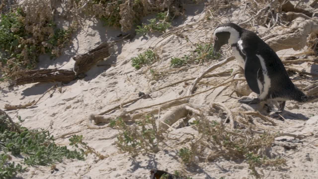 vista panorámica de un pingüino sudafricano caminando y escondiéndose en la playa de las rocas