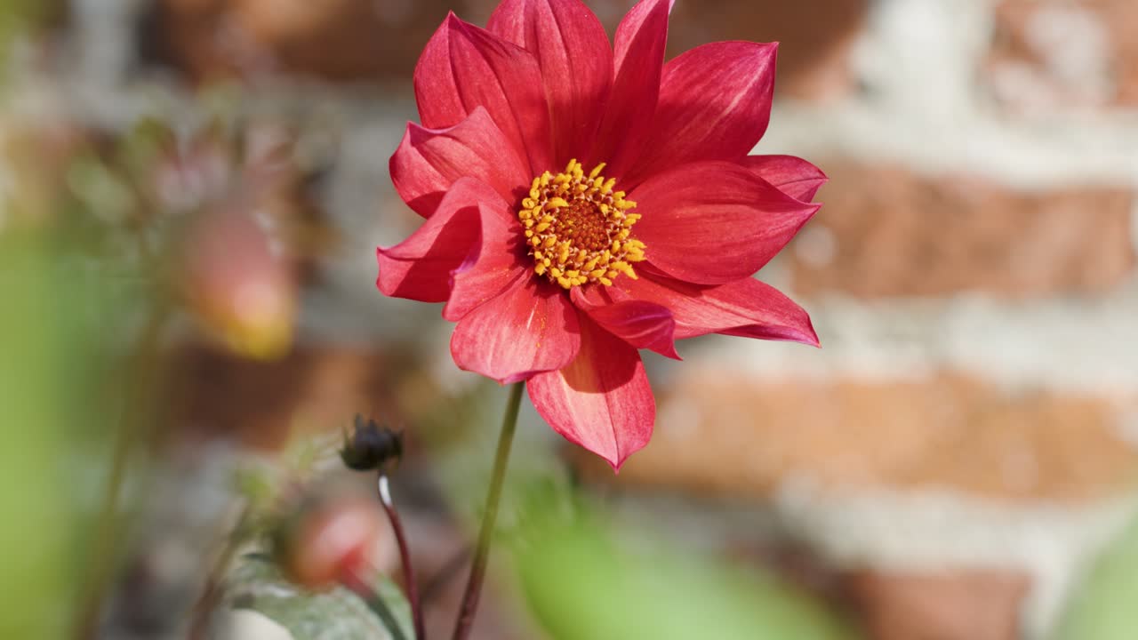 Bright red flowers bloom near a rustic brick wall, surrounded by lush green foliage