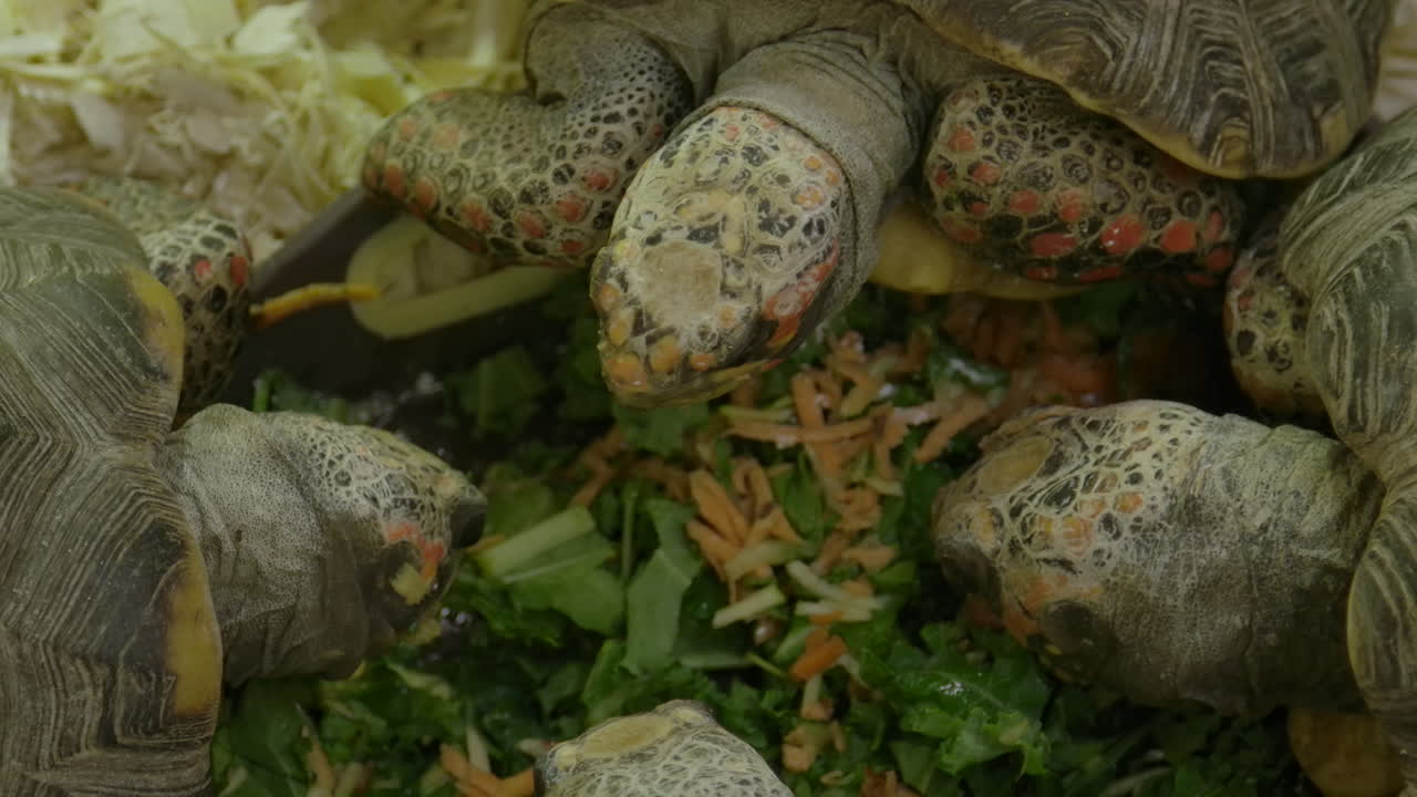 Box tortoises eating a delicious salad in a group