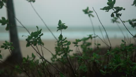 Follaje-Enfocado-Con-Un-Fondo-De-Playa-Borroso-En-Un-Ambiente-Fresco-Y-Cambiante,-Cielo-Nublado