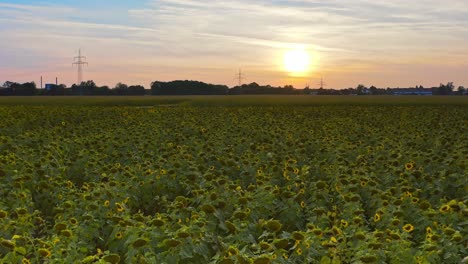enorme campo de girasoles, volando bajo hacia el atardecer de verano