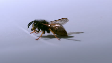 common wasp moving on white surface