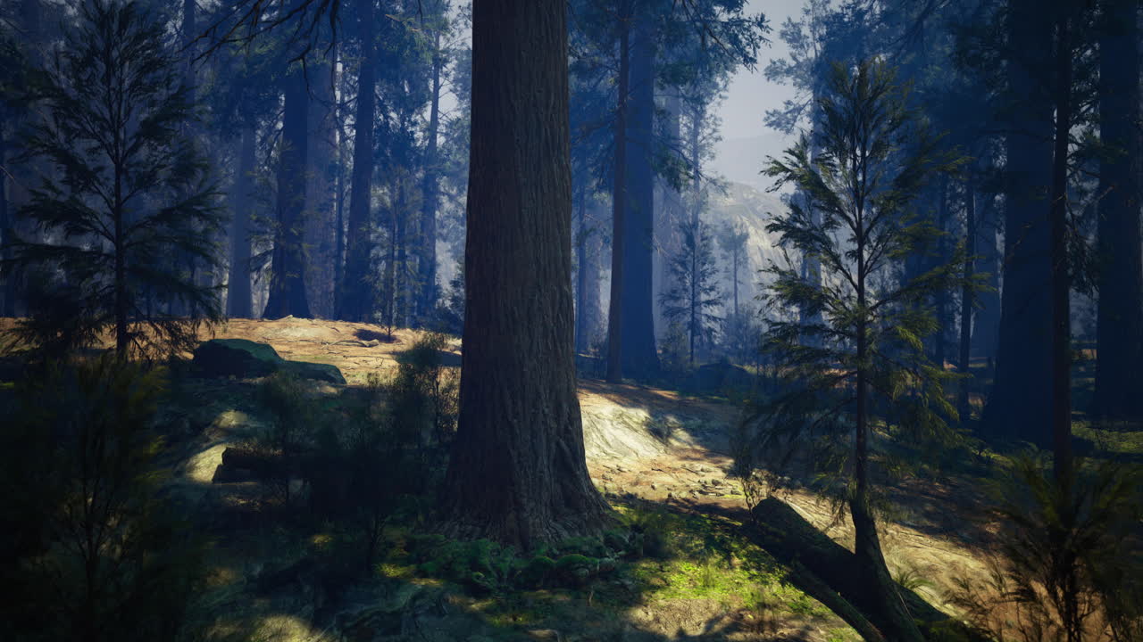 Lush forest landscape at dawn with sunlight filtering through trees