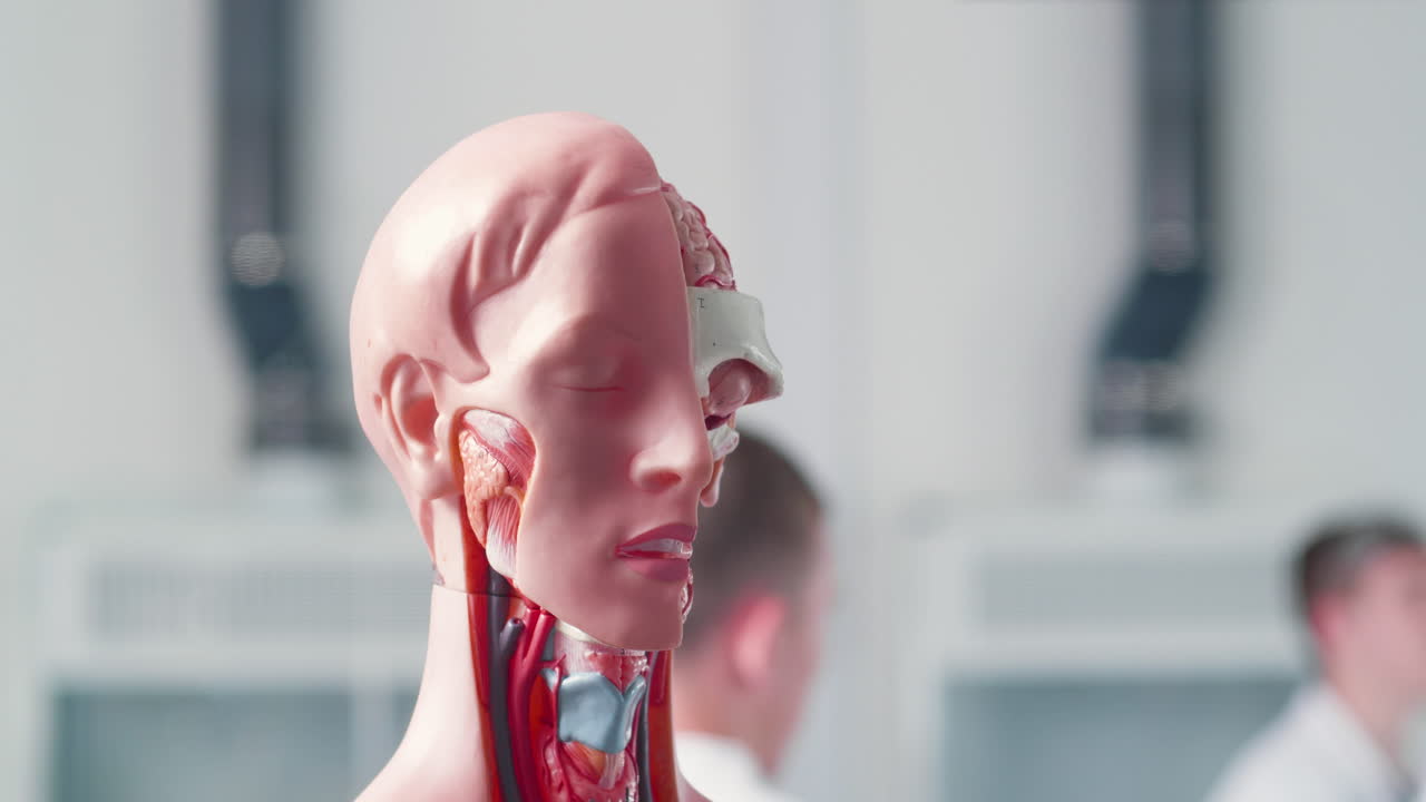 Anatomical Human Head Skull Brain Anatomy rotates. Out of focus medical students work in the background.