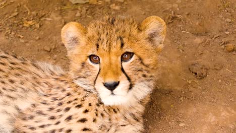 cheetah cub resting and looking around being watchful hd