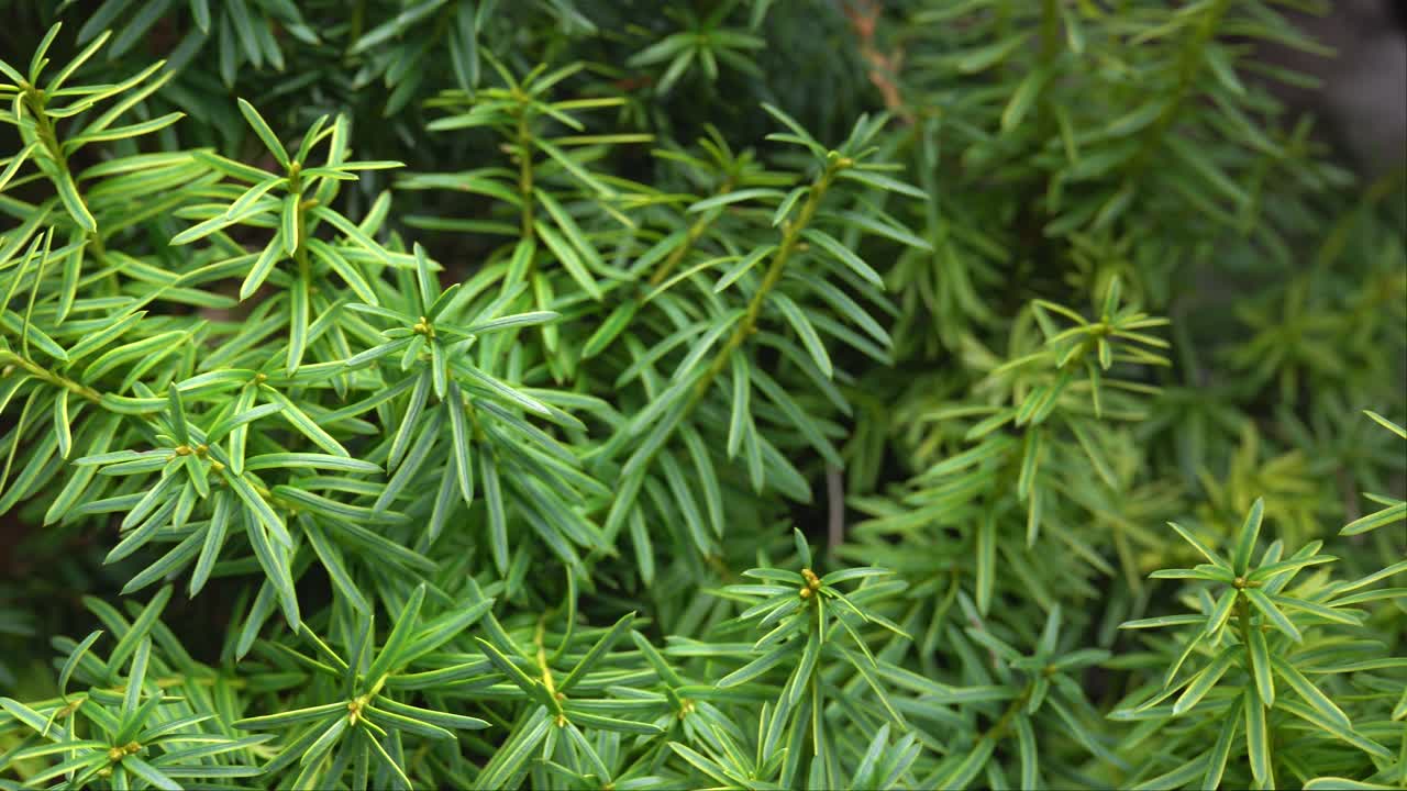 медленный слайдер из зеленых растений