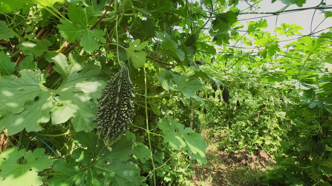 Close up of a mature bitter gourd hanging from healthy green vines on a trellis in a thriving organic farm under natural sunlight