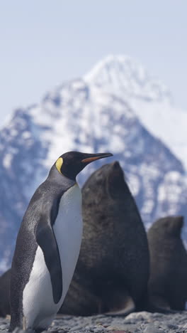 Vista-Vertical:-Pingüino-Rey-Caminando-Frente-A-Un-Lobo-Marino-Antártico