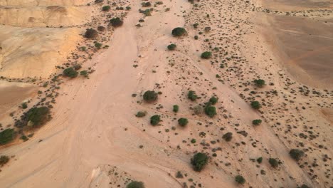 top down aerial drone view of a dry, sandy riverbed (wadi) with acacia trees and erosion patterns in the sahara desert near laayoune, morocco