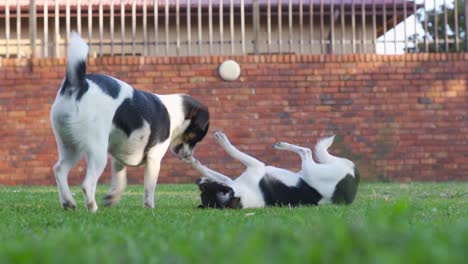 two small young dogs playing while one lay submissive on its back