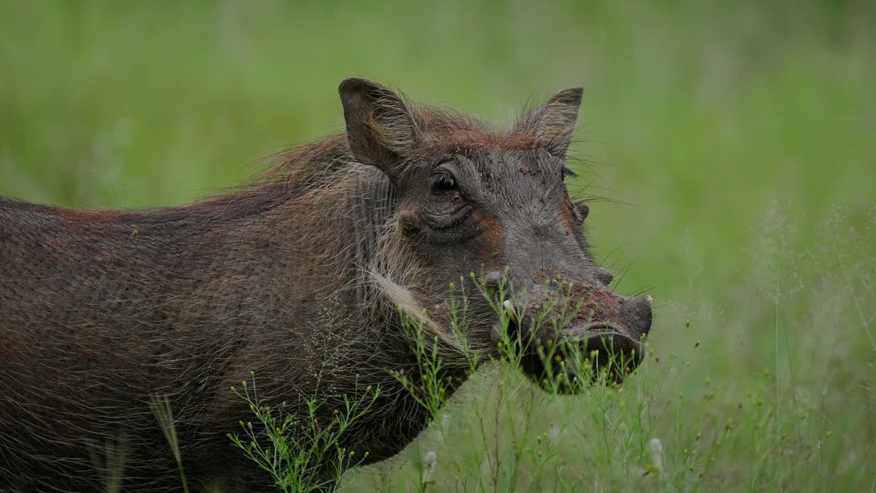 Warthog in African Grasslands