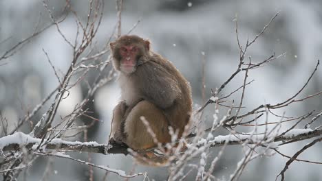 rhesus macaque sitting on tree in snowfall