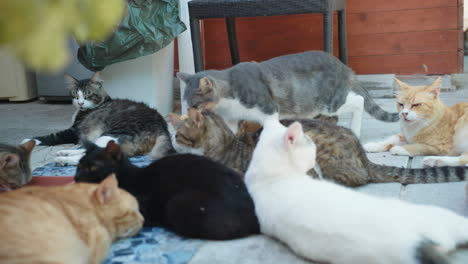 group of cats resting outdoors