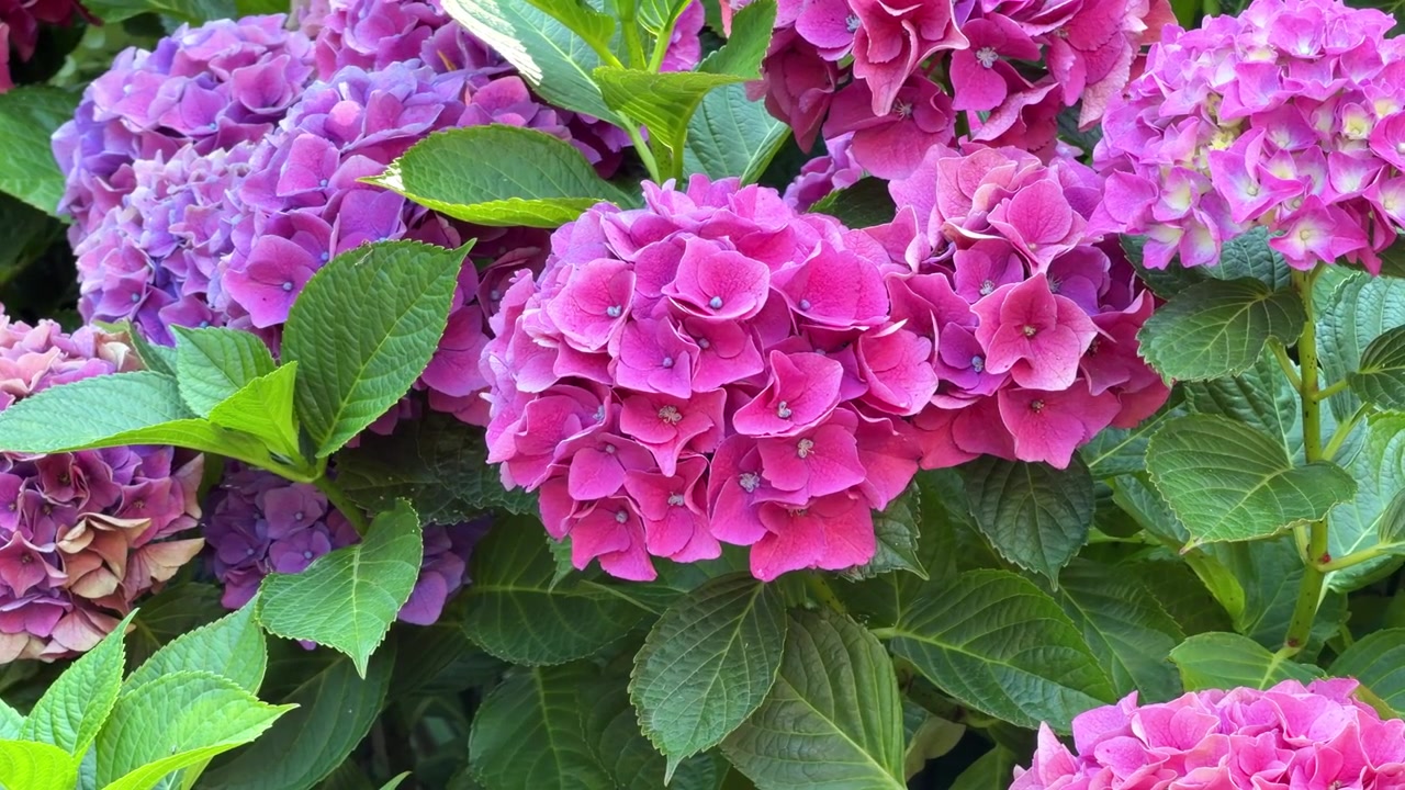 Cespuglio rigoglioso di vivaci fiori di ortensia rosa e viola in fiore in un giardino estivo