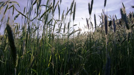 Field-of-tall-pussy-willows-during-sunset