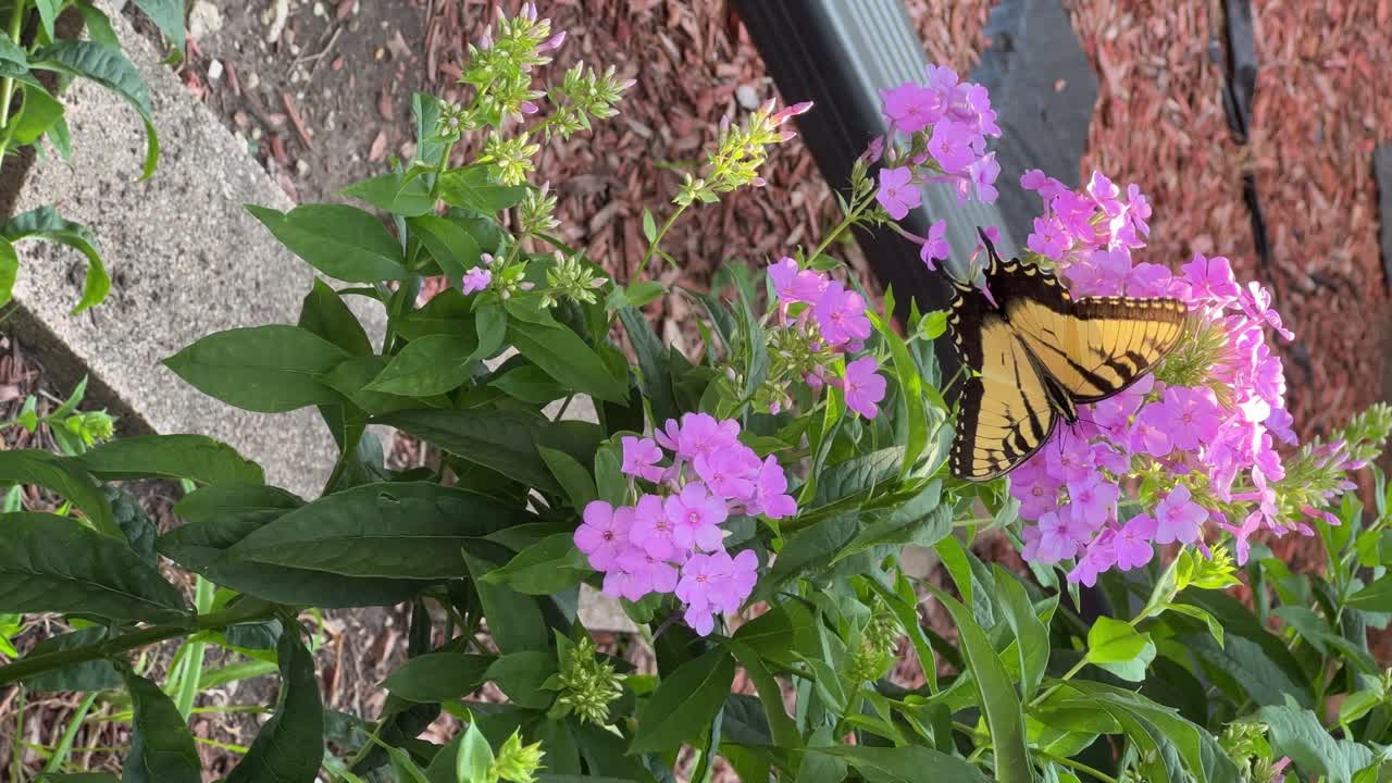 mariposa volando y festejando en un phlox púrpura en un día soleado
