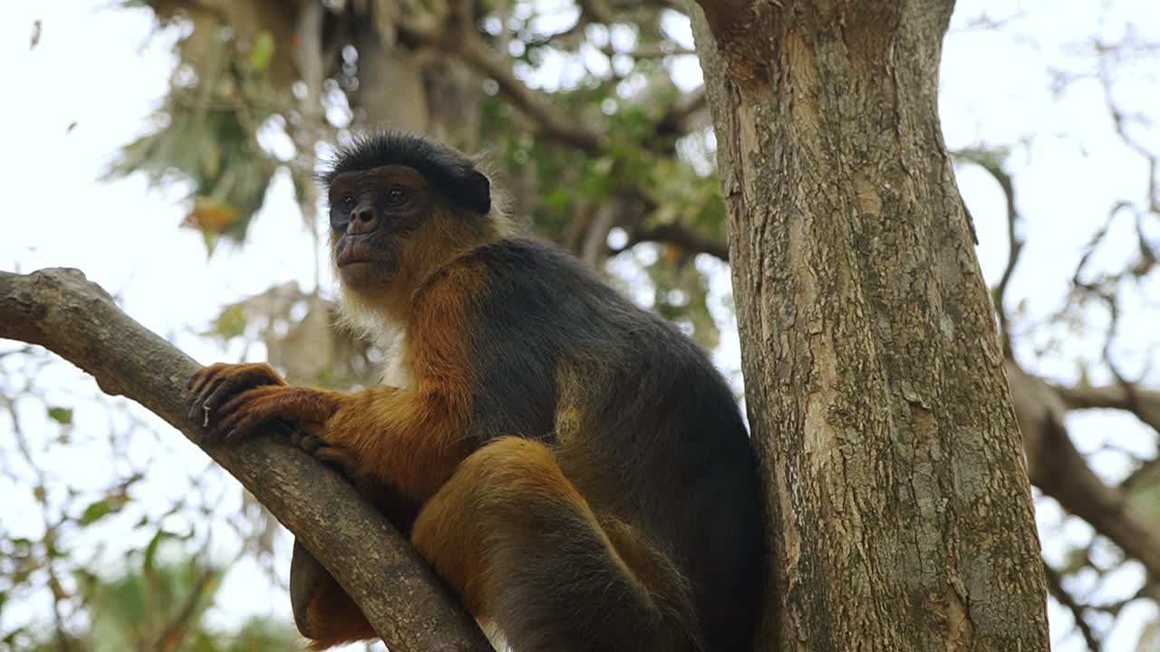 mono colobus rojo relajándose en un árbol y siendo causal